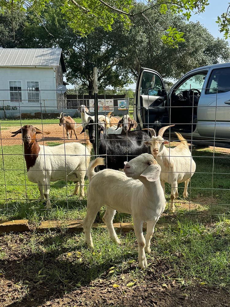 Eeshan at Rowdy Girl with other goats