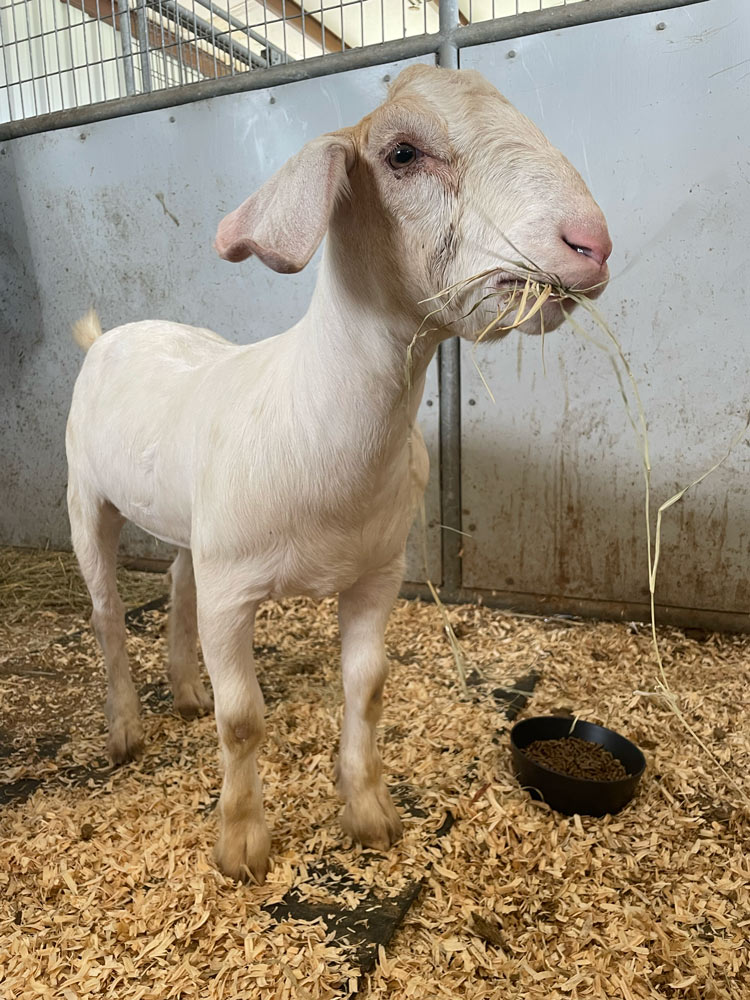Eeshan, a white goat, standing in a pen