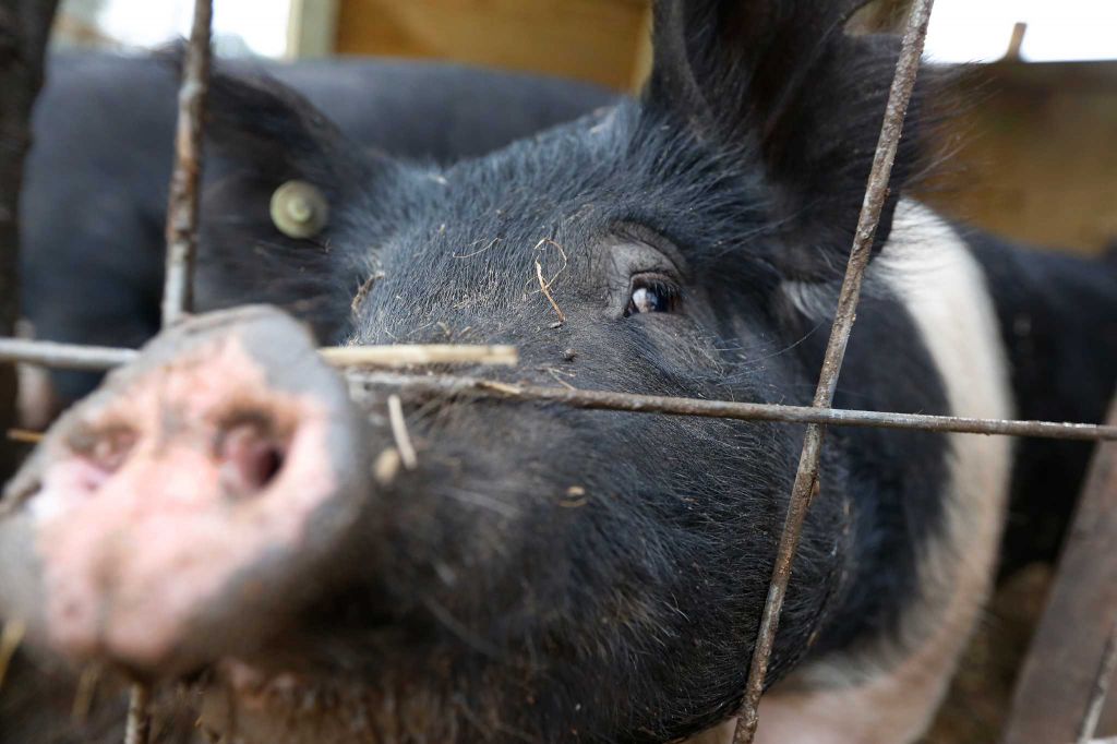 Houston Chronicle Story-10 Close up of pig snout poking through fence