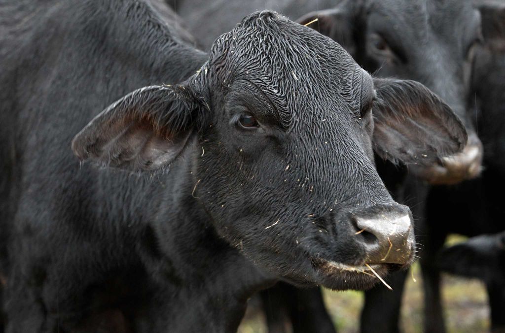 Houston Chronicle Story-5 Close up of black cow