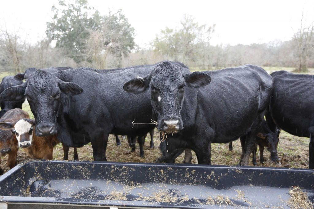 Houston Chronicle Story-6 Black cows eating at trough