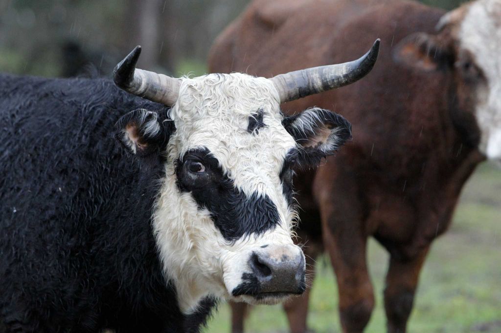 Houston Chronicle Story-8 Close up of black and white cow