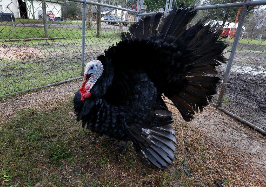 Houston Chronicle Story-9 Close up of Cooper the black turkey