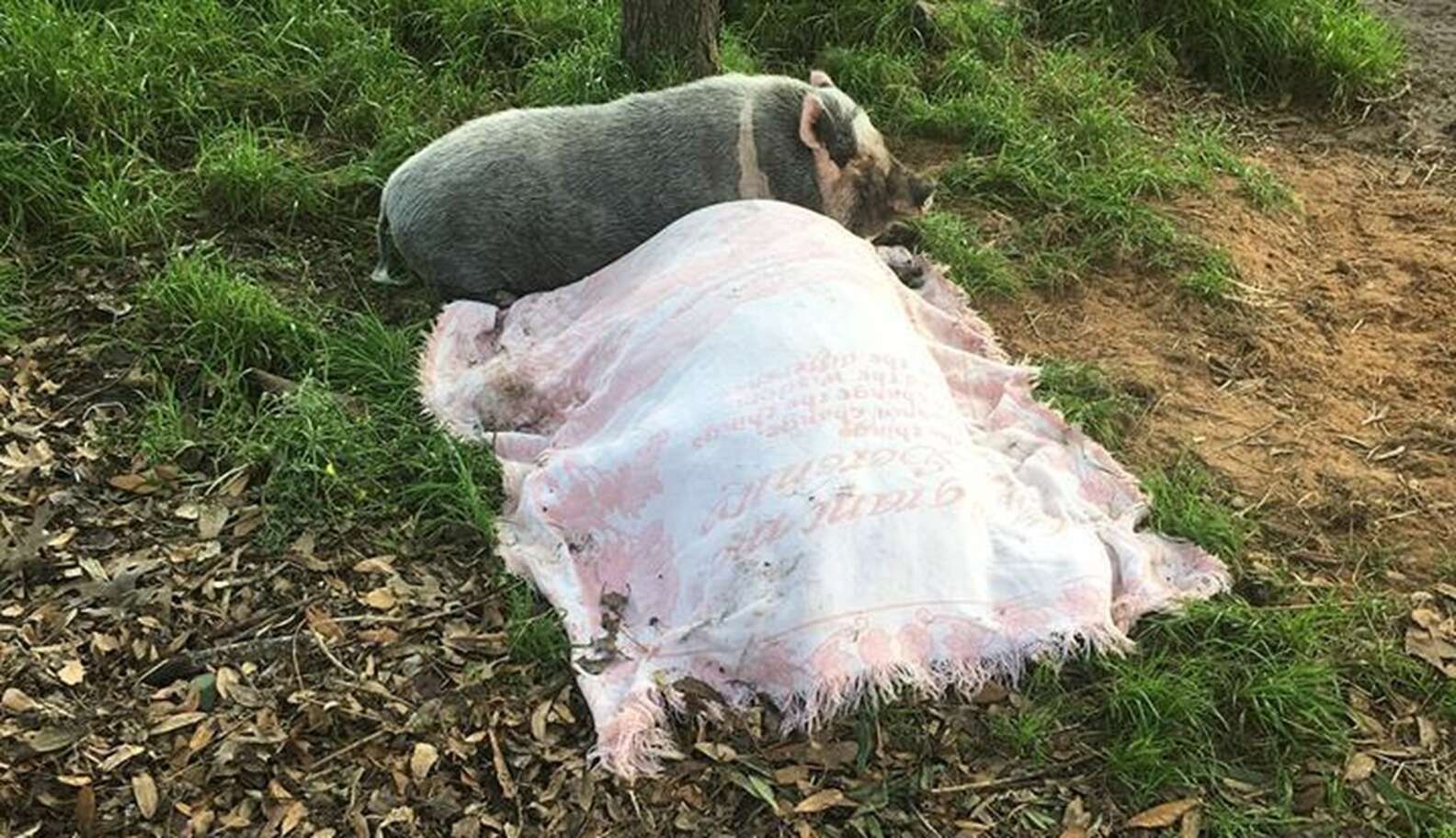 The Dodo Story 1 Ivy laying down next to deceased Herman covered by a blanket