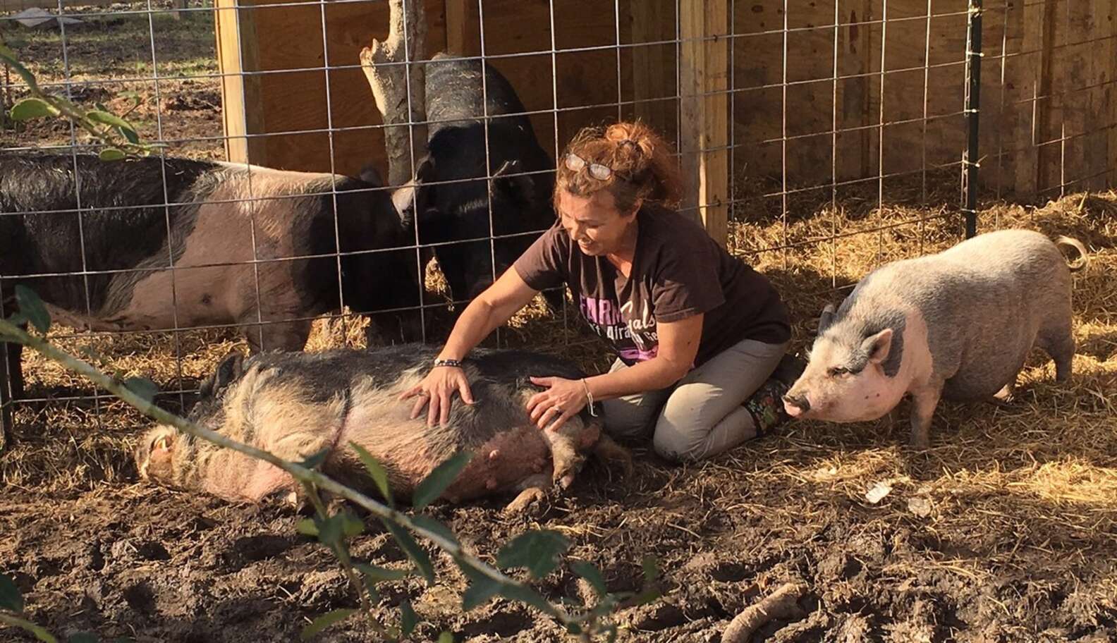 The Dodo Story 3 Renee giving Herman belly rubs while Ivy looks on