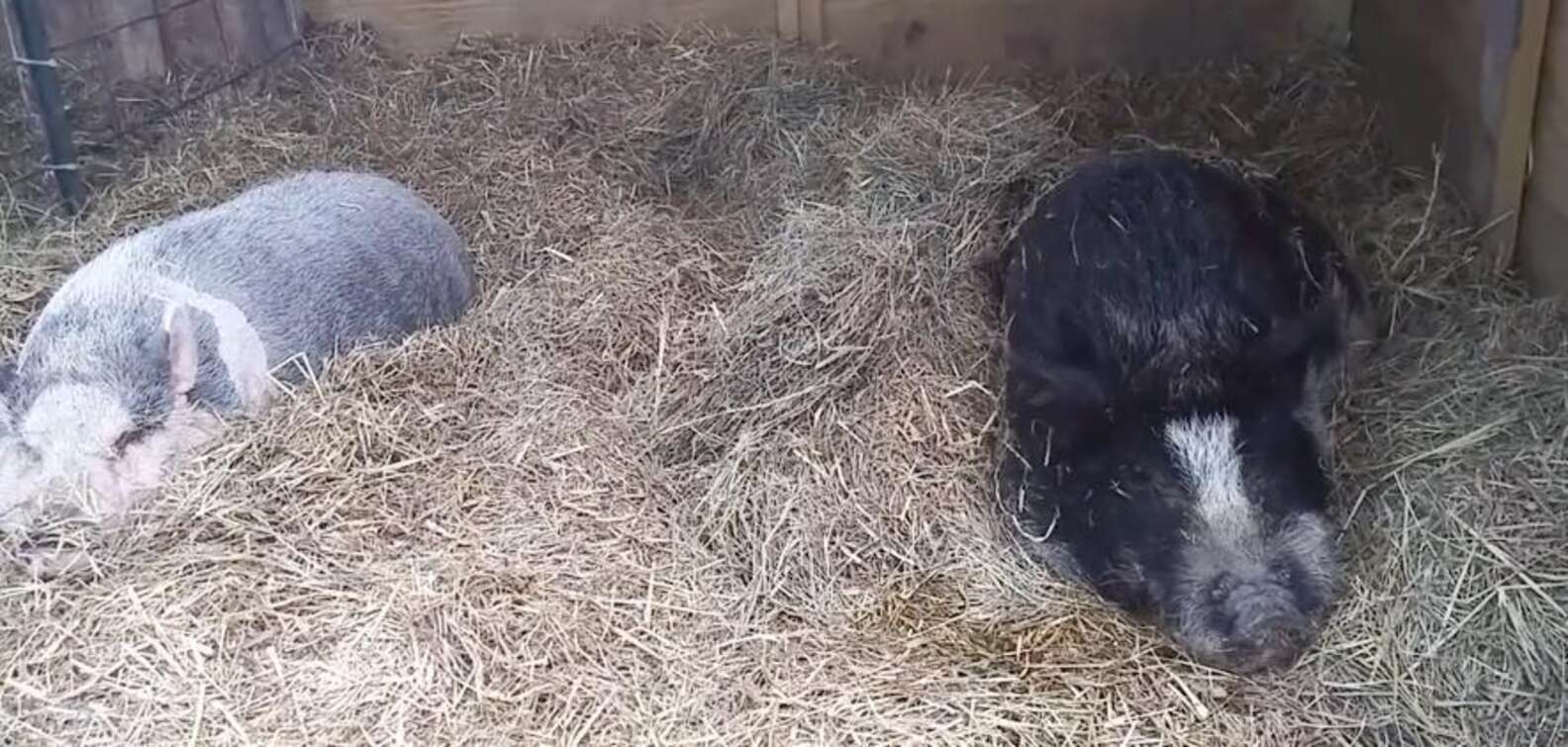 The Dodo Story 4 Ivy and Herman laying in hay