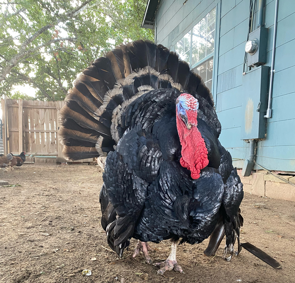 Antonio the turkey