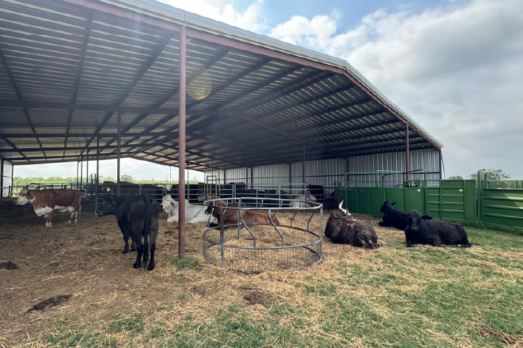 Medical Treatment Facility Phase 3 Cows in the Cow House