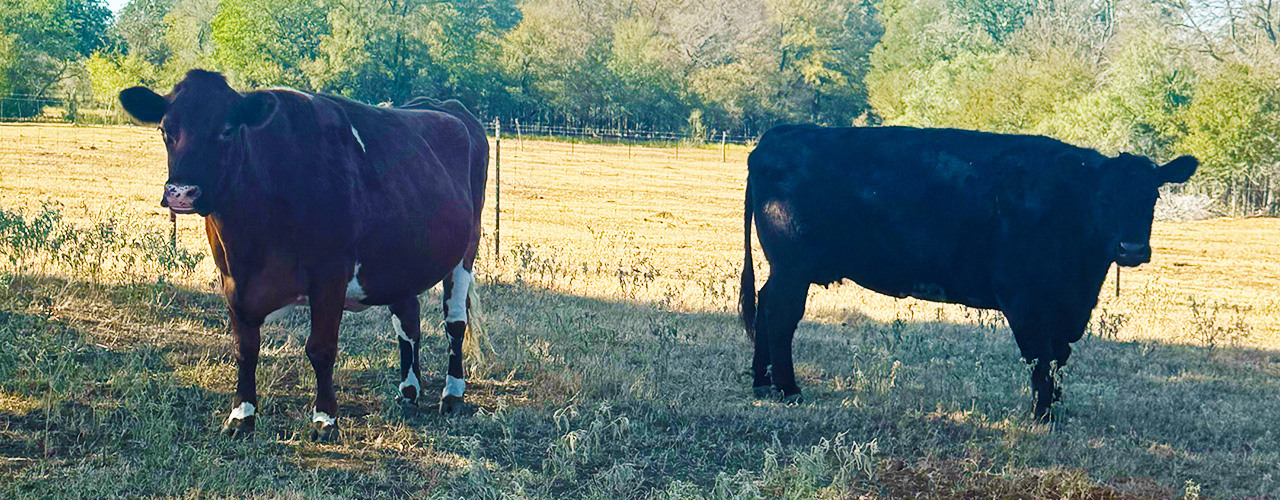 Flower & Maggie standing in a field