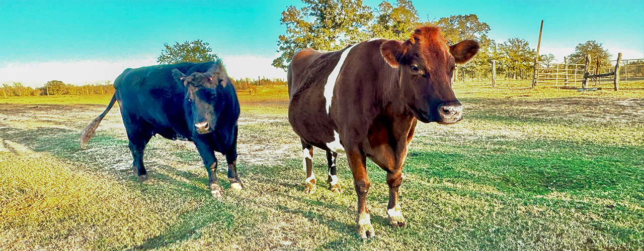 Flower & Maggie standing in a field