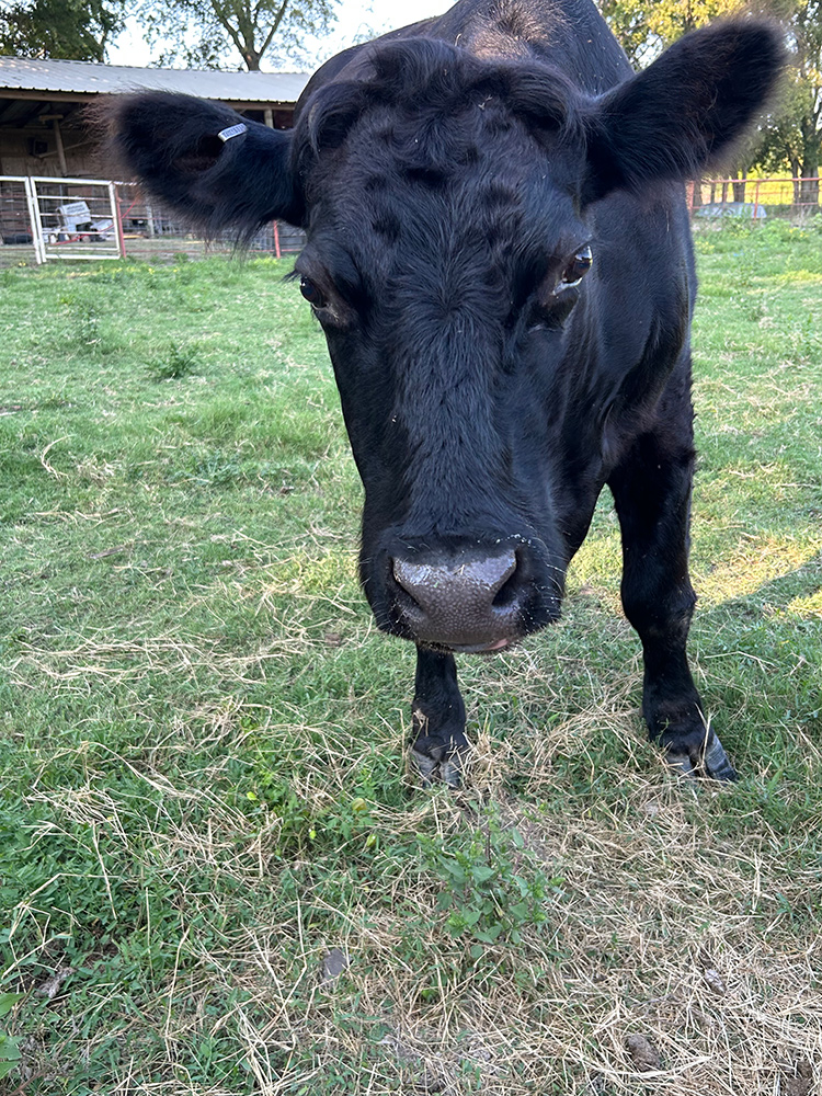 Close up of Maggie