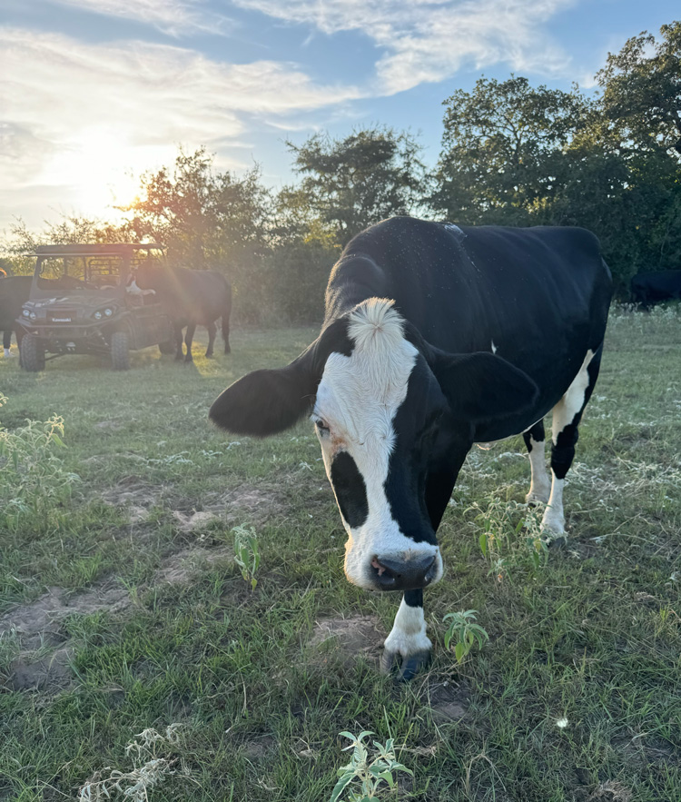 Magic_3256 Magic with sunset behind her.