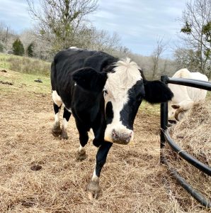 Magic_4550 Magic near hay