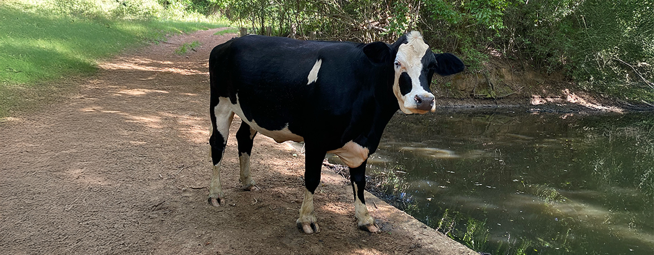 Magic_8675 Magic standing on path