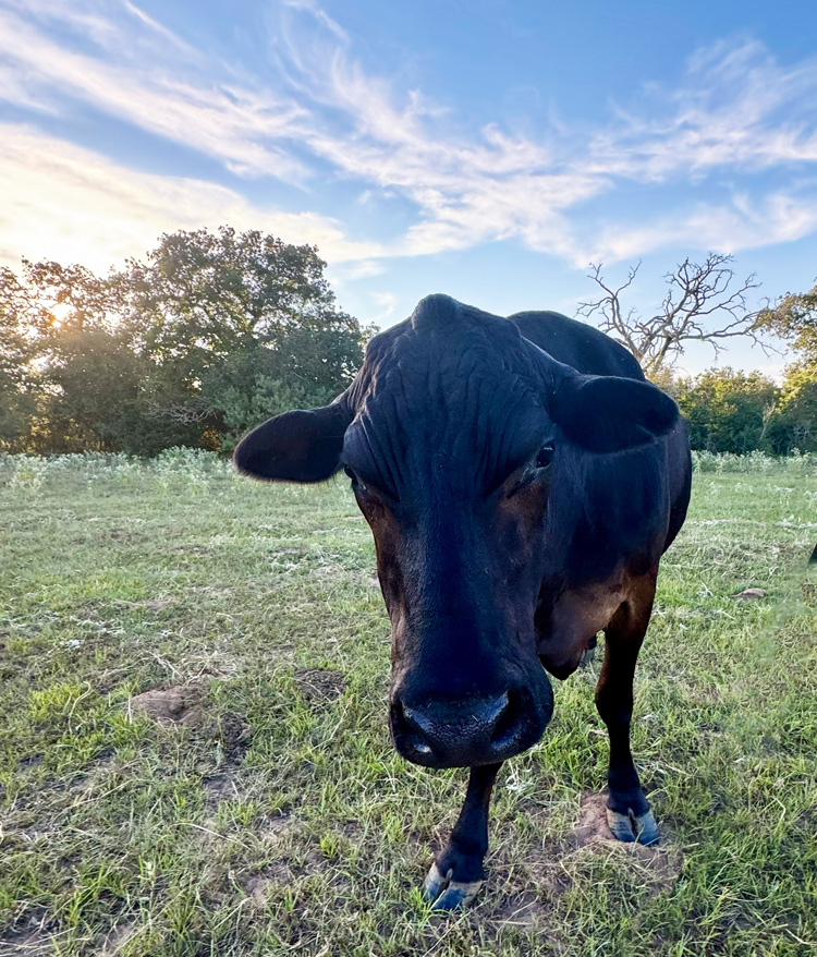 Oliver-aka-Wrinkly Wrinkly with beautiful sky