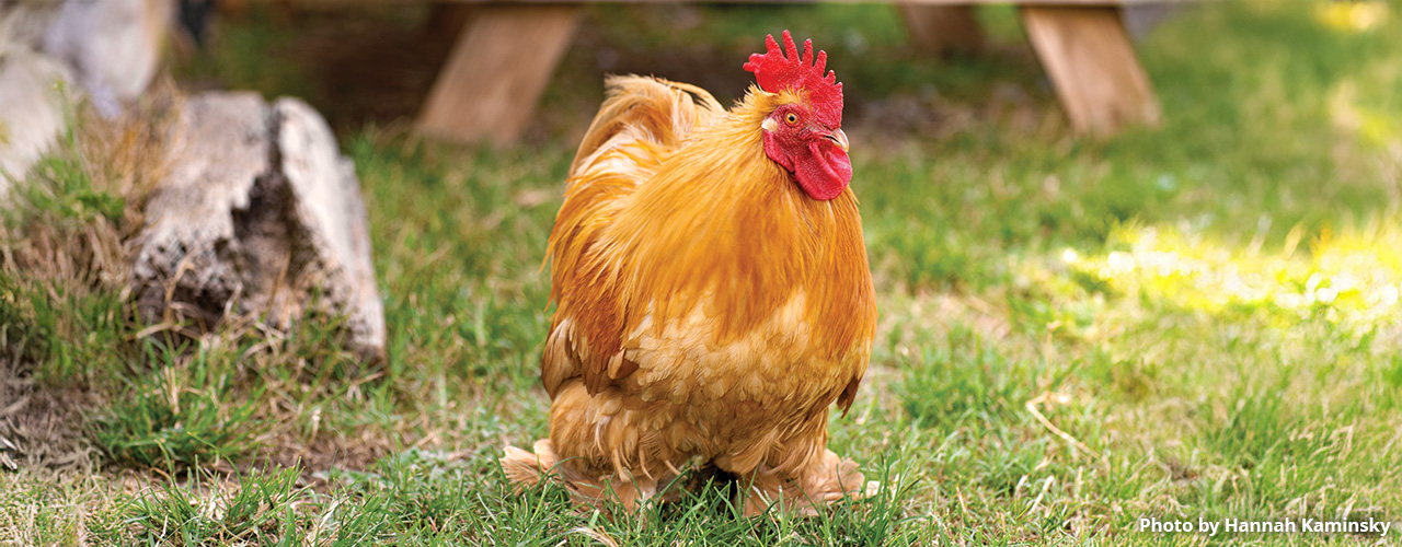 Pedro-A68I6920 Pedro the rooster