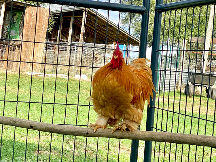 Pedro Pedro perching on branch