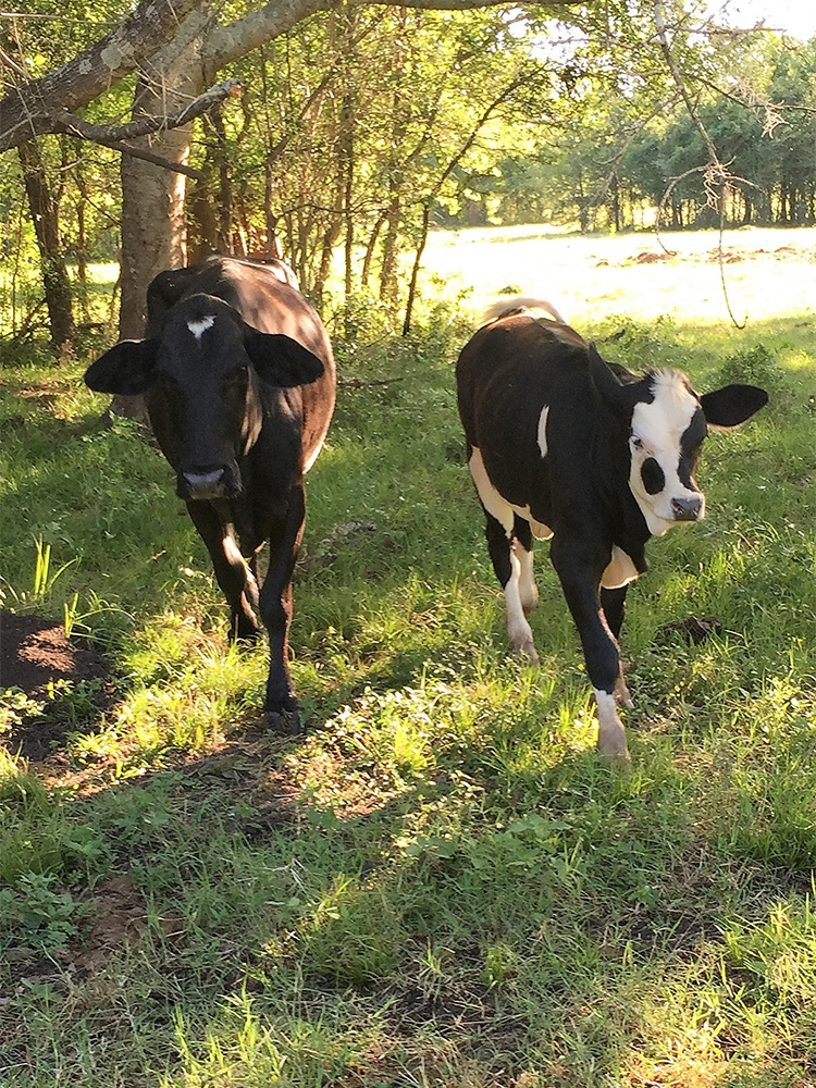 Rowdy-Girl-and-Magic Rowdy Girl and Magic