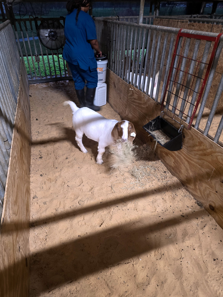 Sayter in pen with Symone in the background