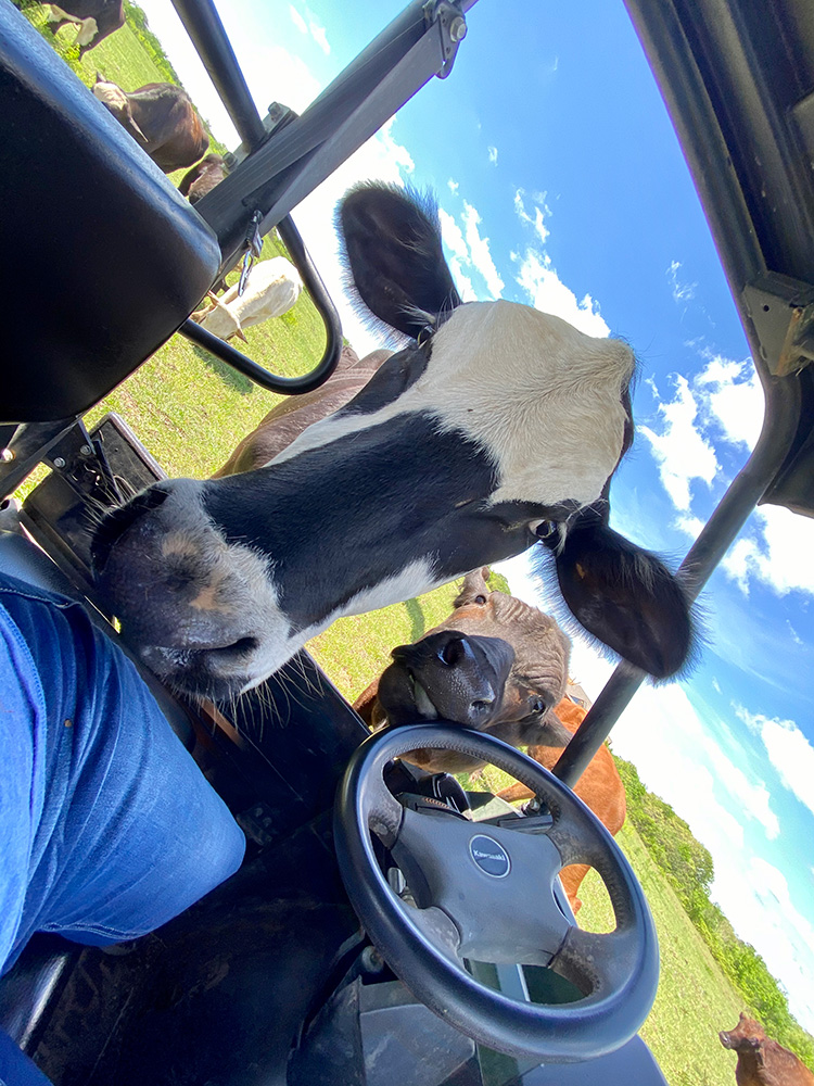 Surprise-3-31-20 Surprise with his head in Tommy's jeep