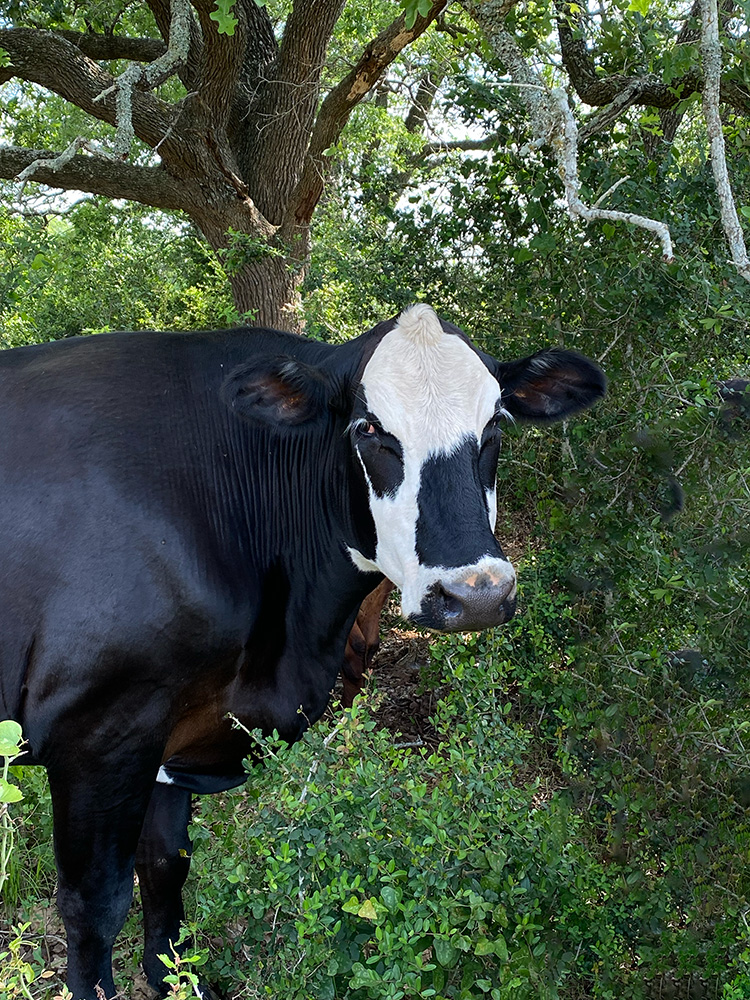 Surprise-B5E4 Surprise in patch of trees