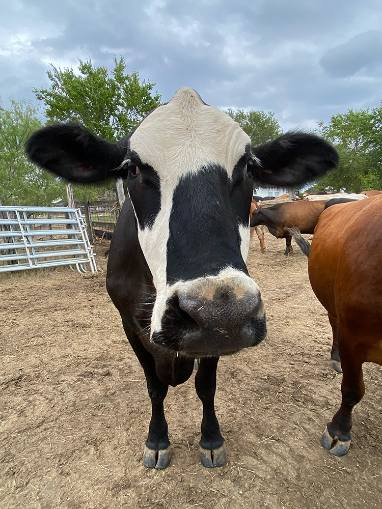 Surprise_0481 Surprise with other cows in background