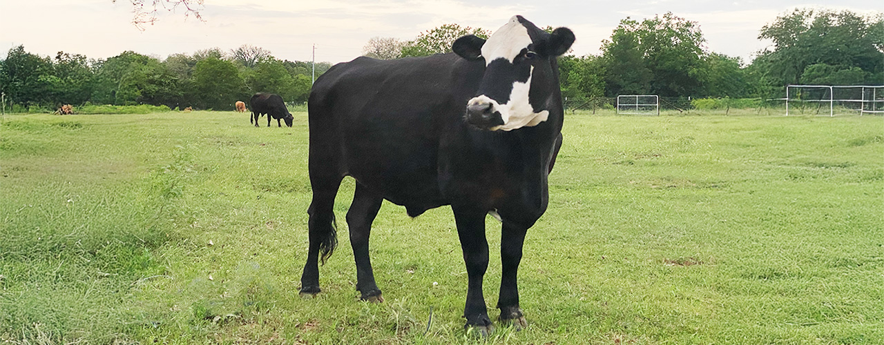 Surprise_6825 Surprise standing an a beautiful green field of grass