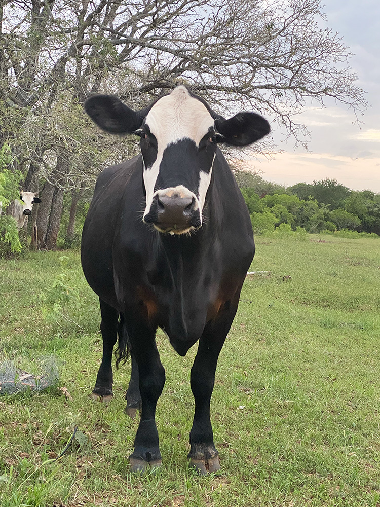 Surprise_6826 Surprise looking at camera