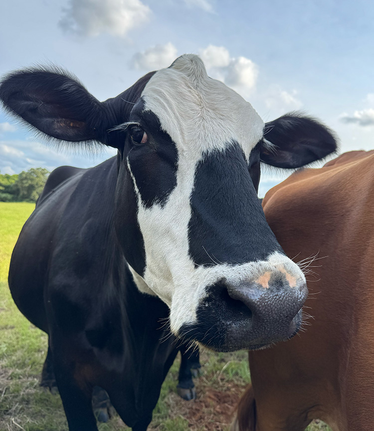 Surprise_9873 Close up of Surprise