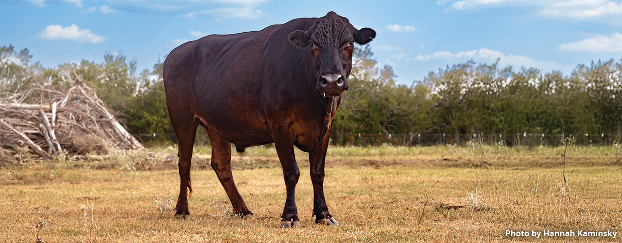 Wrinkly-A68I6994 Wrinkly in field