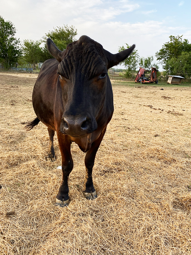 Wrinkly_9757 Wrinkly standing in hay