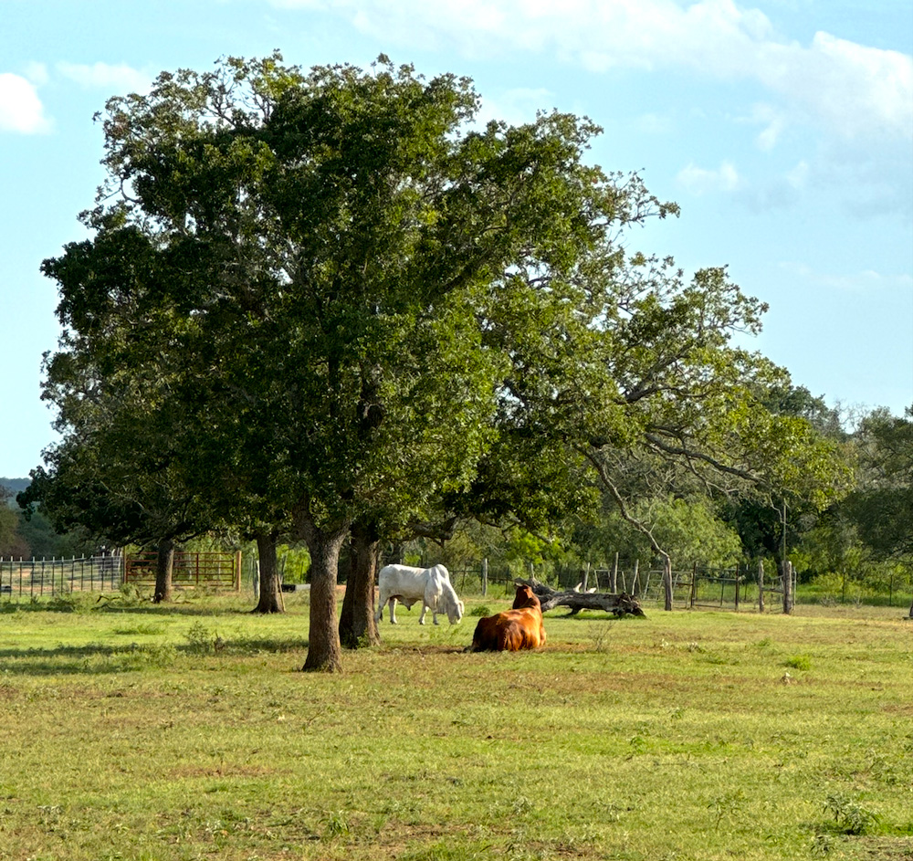View of cows in the Special Needs Pasture