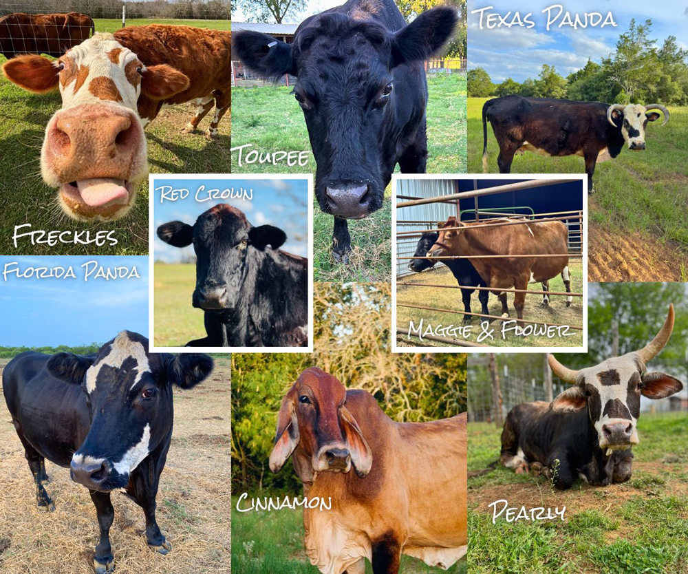 Collage of special needs cows