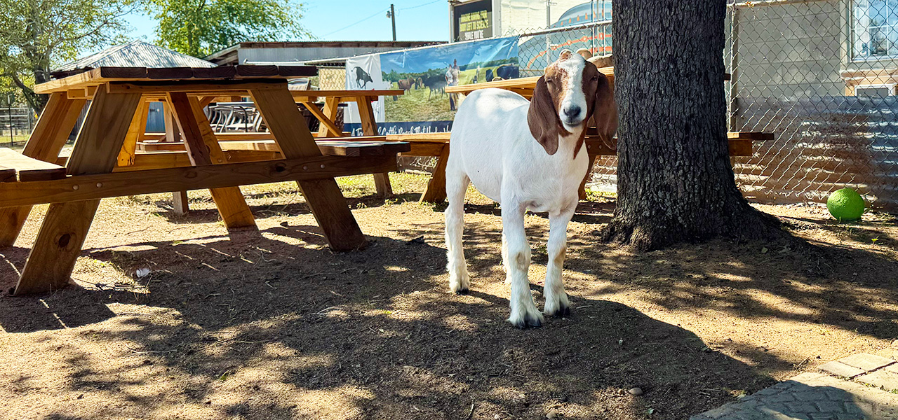 Sayter by picnic bench