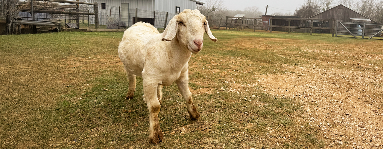 Eeshan nibbling on leaves