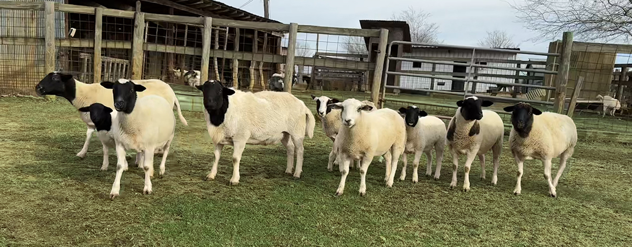 The rescued sheep in the yard at RGS