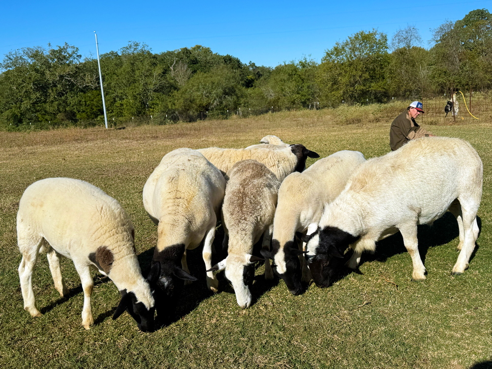 Buddy, chillin' in the pasture at Rowdy Girl Sanctuary.