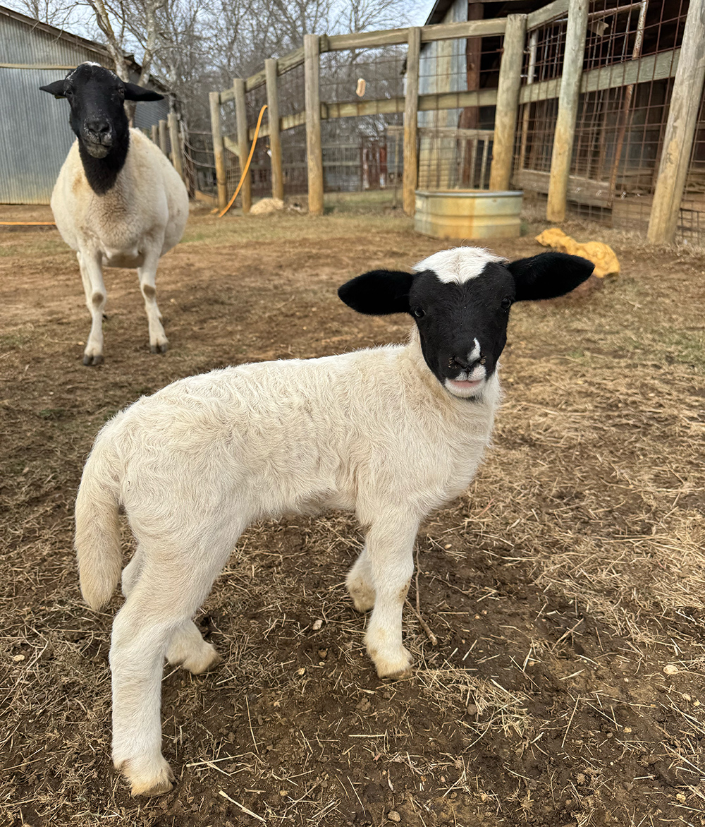 Our newest baby sheep