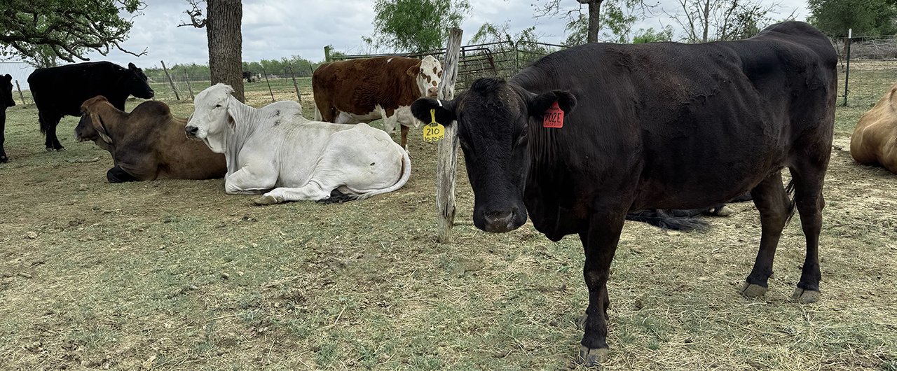 Whiskey standing in field with other cows laying down in the background.