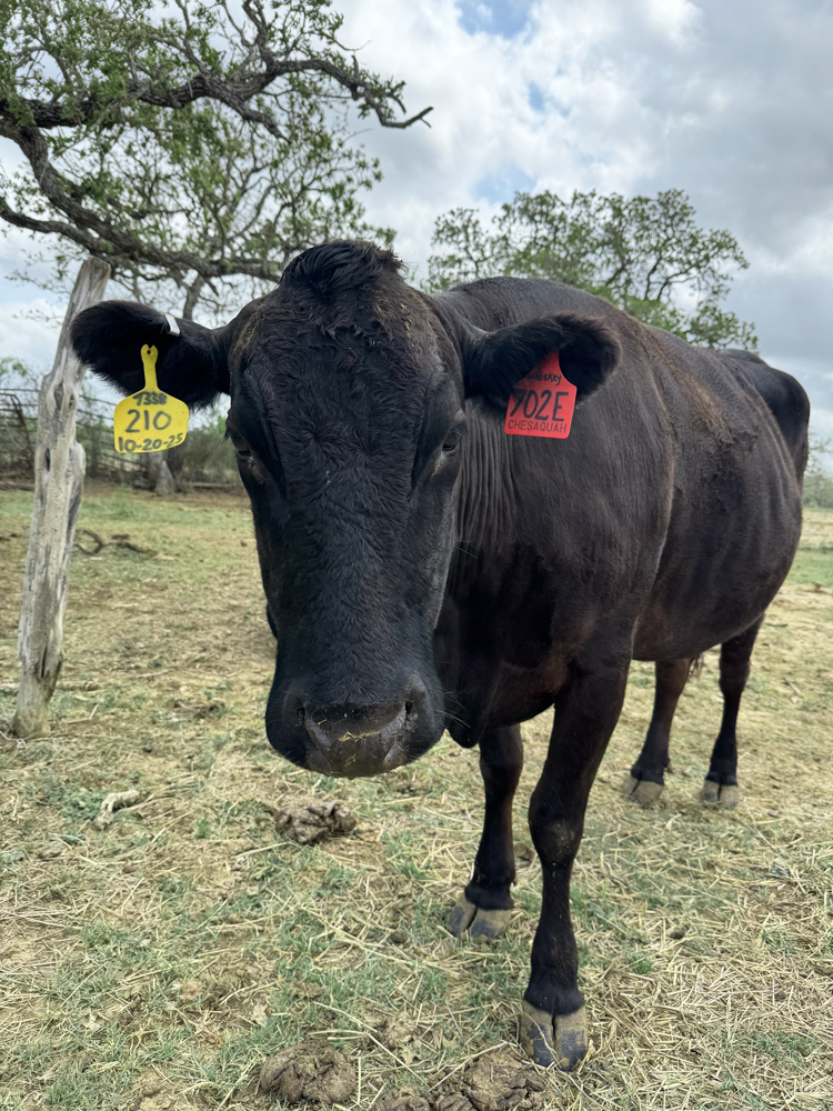 Close up of Whiskey the Wagyu cow