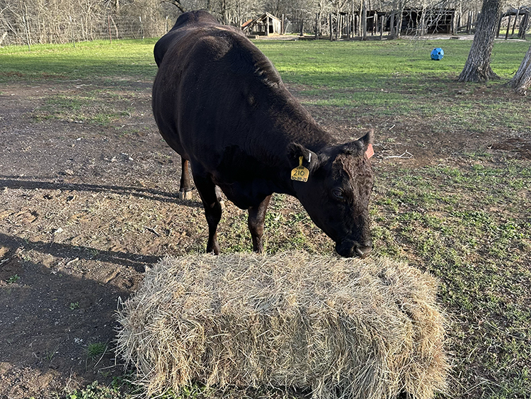 Whiskey eating hay