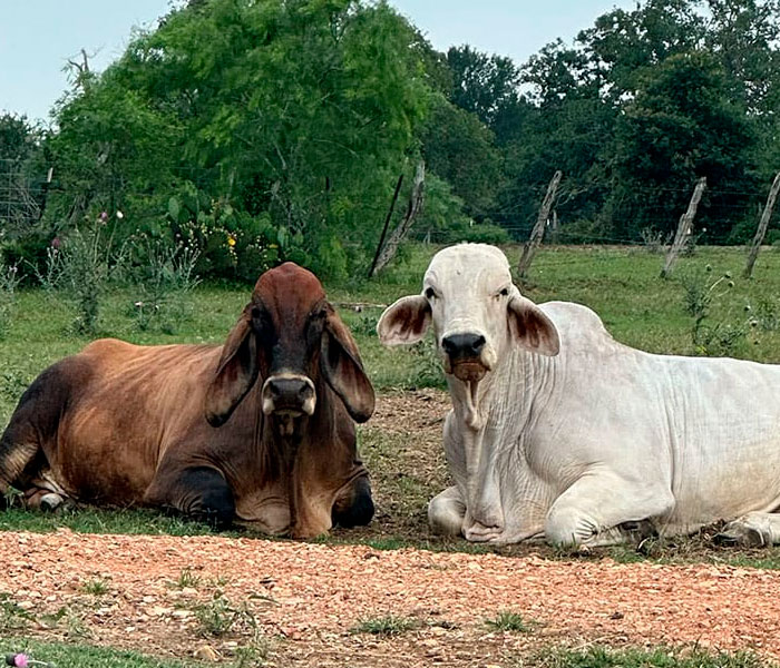 10-6a73a2fd24e56__700 Cows Cinnamon and JD