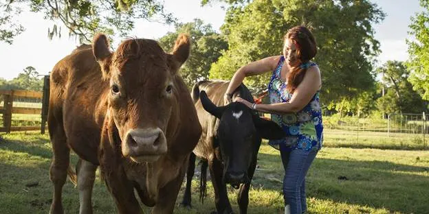 Renee with Cows Renee with Cows