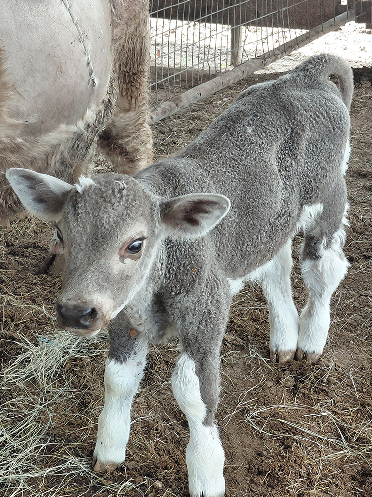 Apollo_1486 Apollo as newborn calf