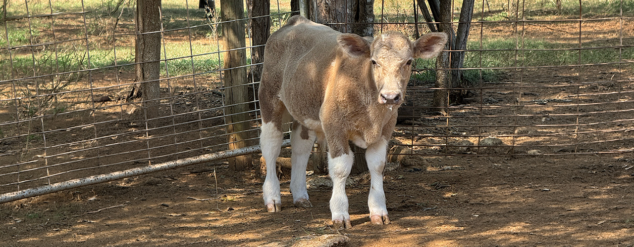 Apollo_8785 Apollo, the calf standing in front of a fence