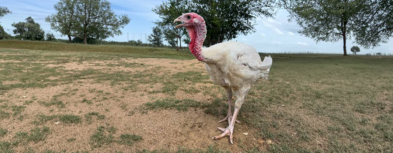 Gemma_7311 Gemma the turkey standing in a field