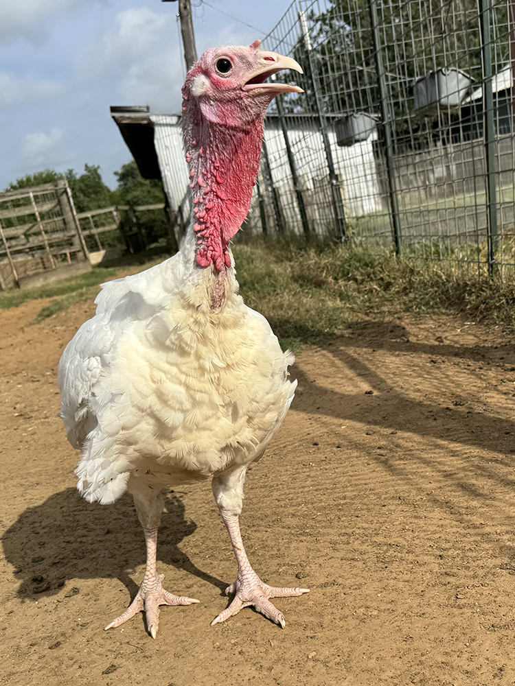 Gemma_7349 Gemma the turkey