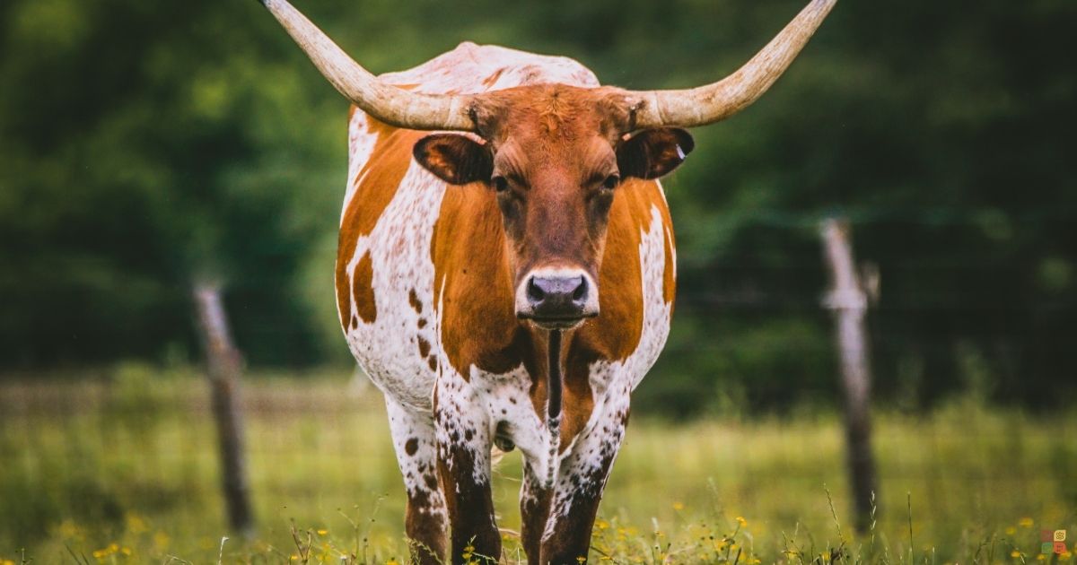 texas-is-going-vegan Cow in a field